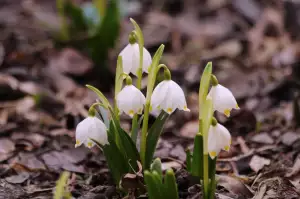Sněženky A Bledule