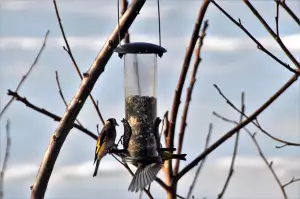 Ptačí Zob Pěstování