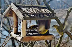 Delphin Feeder