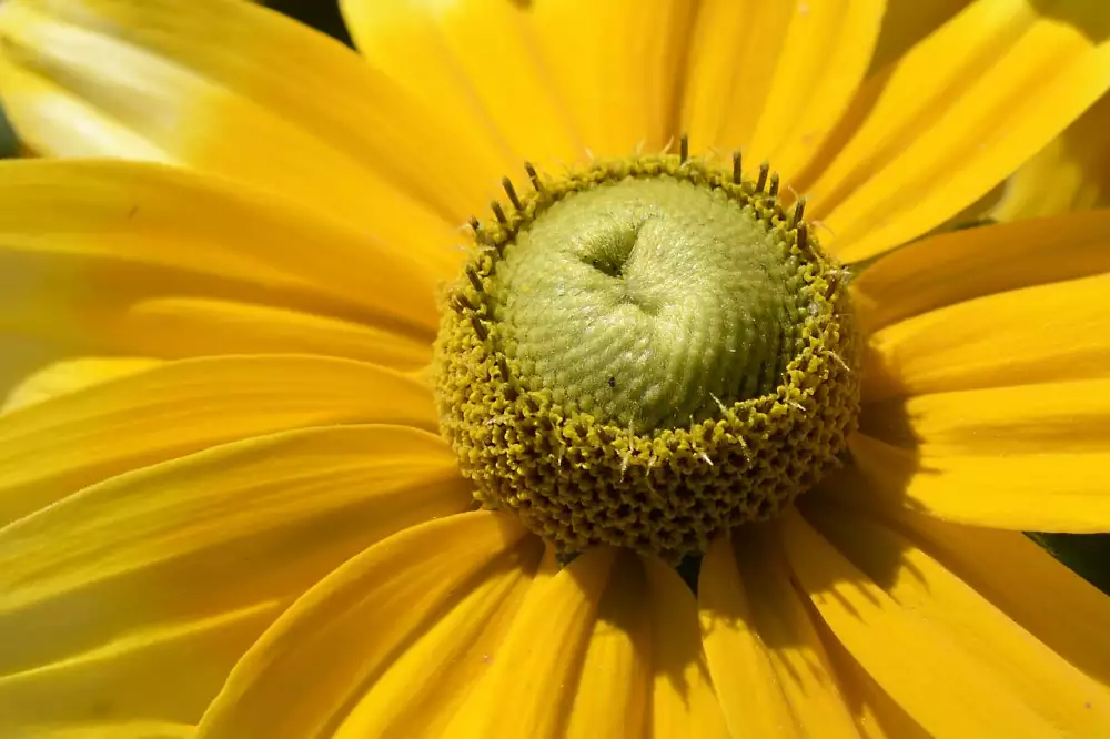 Rudbekie Druhy