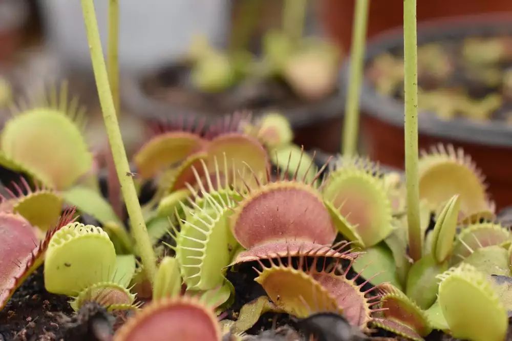 Dionaea Muscipula Pěstování