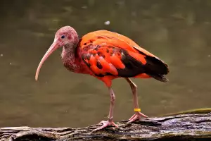 Loví Ibis Ryby